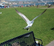 2013 10 12 DuluthWildLife  098